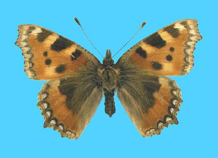 Aglias urticae ab. luteomarginata X-X-1911 Oban, Scotland (Internet Image property of respective owner, non-commercial use only)